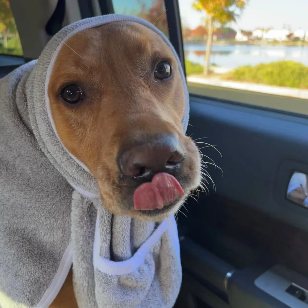 Milo's Choice Microfiber Pet Towel with Ear Shaped Drying Pockets